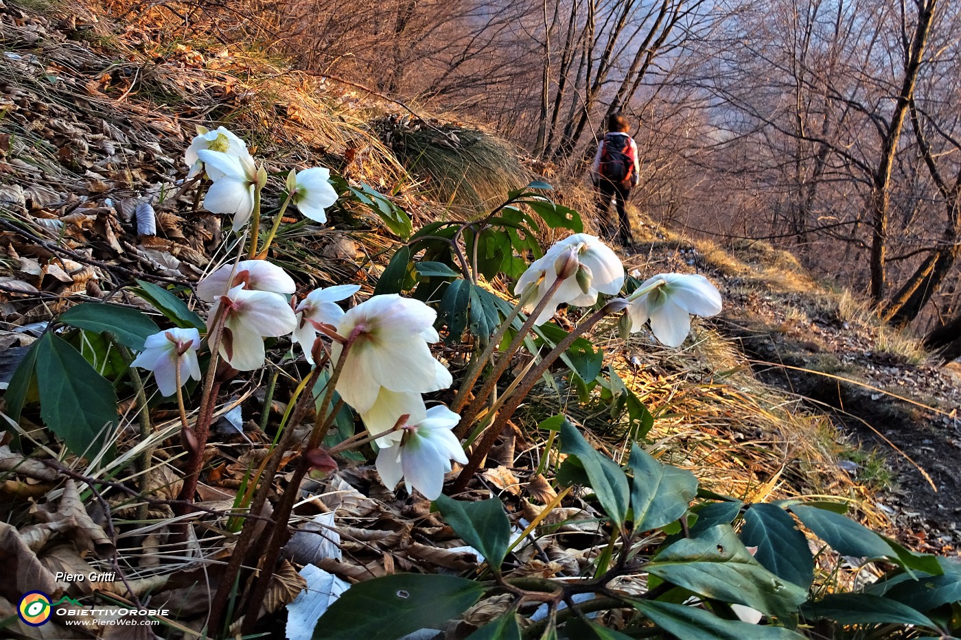 85 Spettacolo di ellebori in fiore.JPG